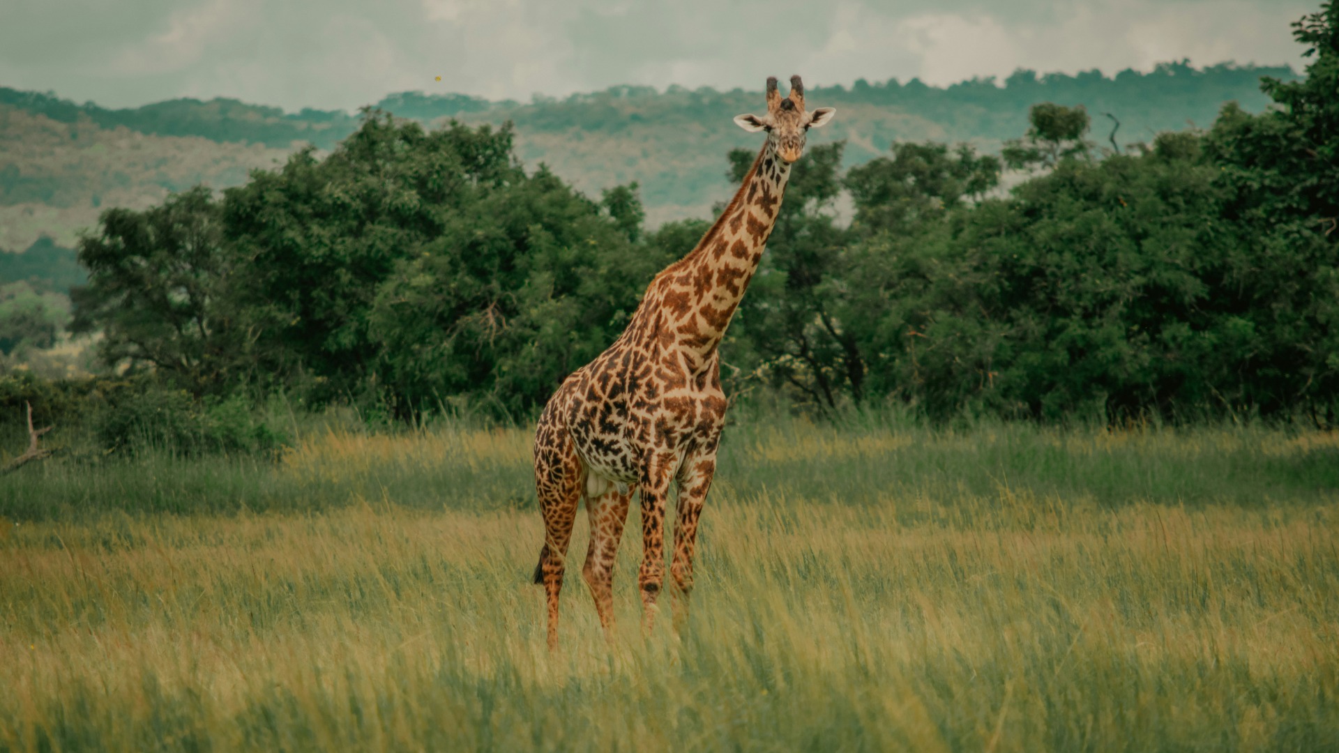 Why Your Duffel Bag Could Cancel Your Luxury African Safari Flight