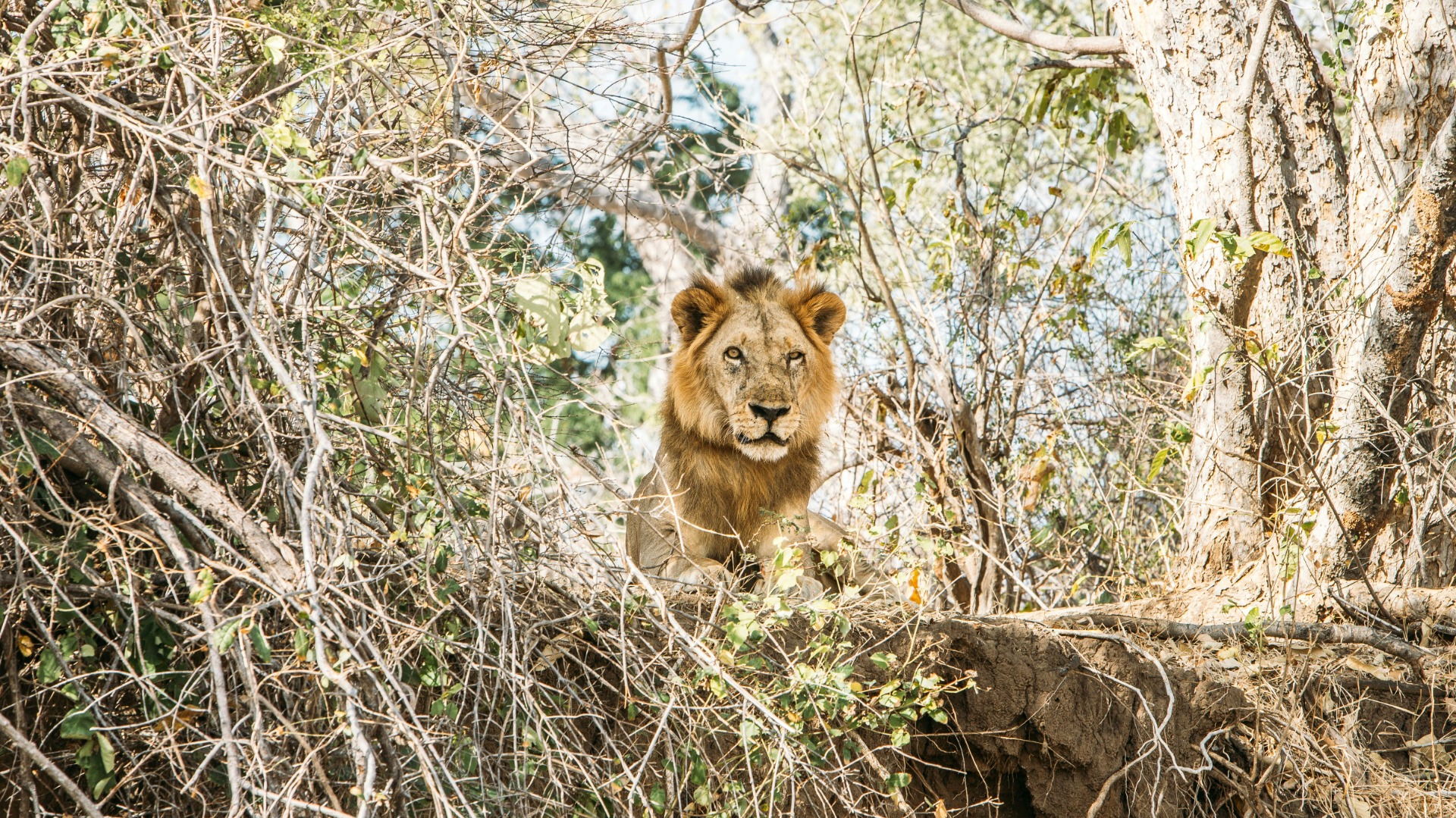 How Much Cash Should You Hand Your Safari Guide at Trip's End