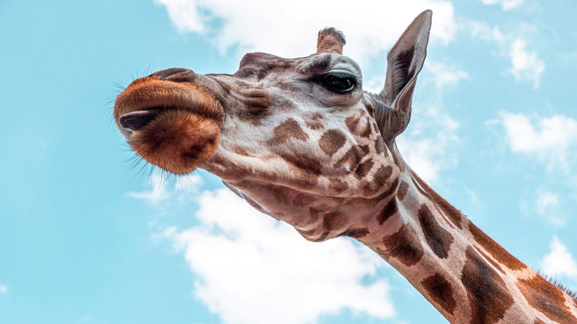 Mastering the Great Migration: Practical Camera Settings for Capturing Movement and Scale