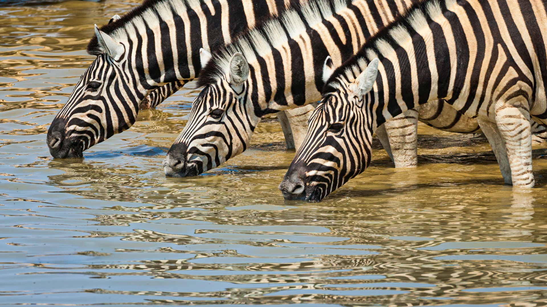 Drones Face Strict No-Fly Rules Across African Parks