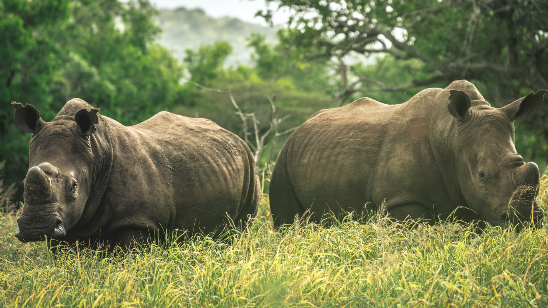 How Low-Level Lion Photography Delivers Intimate Portraits on African Safaris