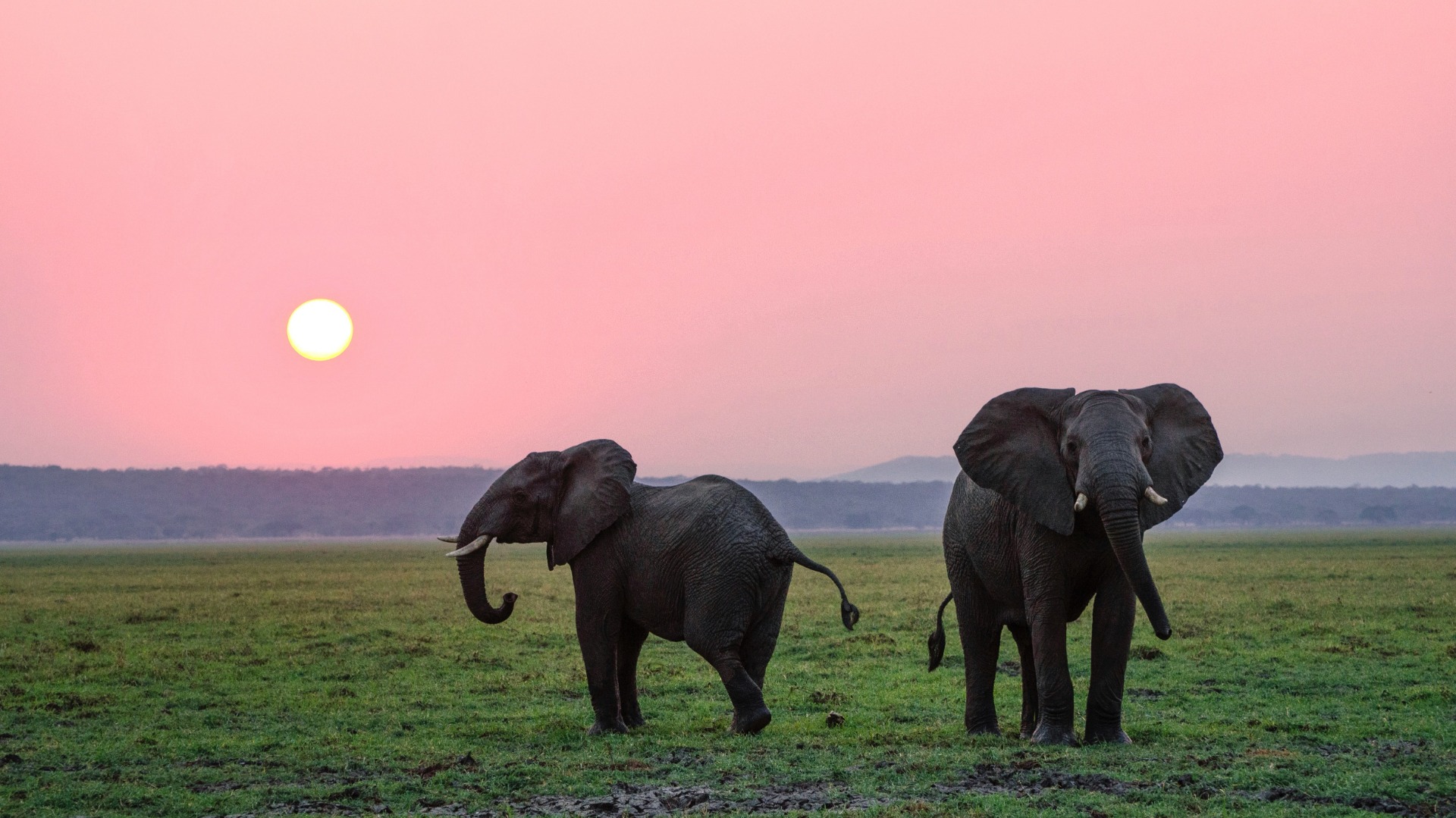 Three Lenses That Capture Every Safari Moment Without Overpacking
