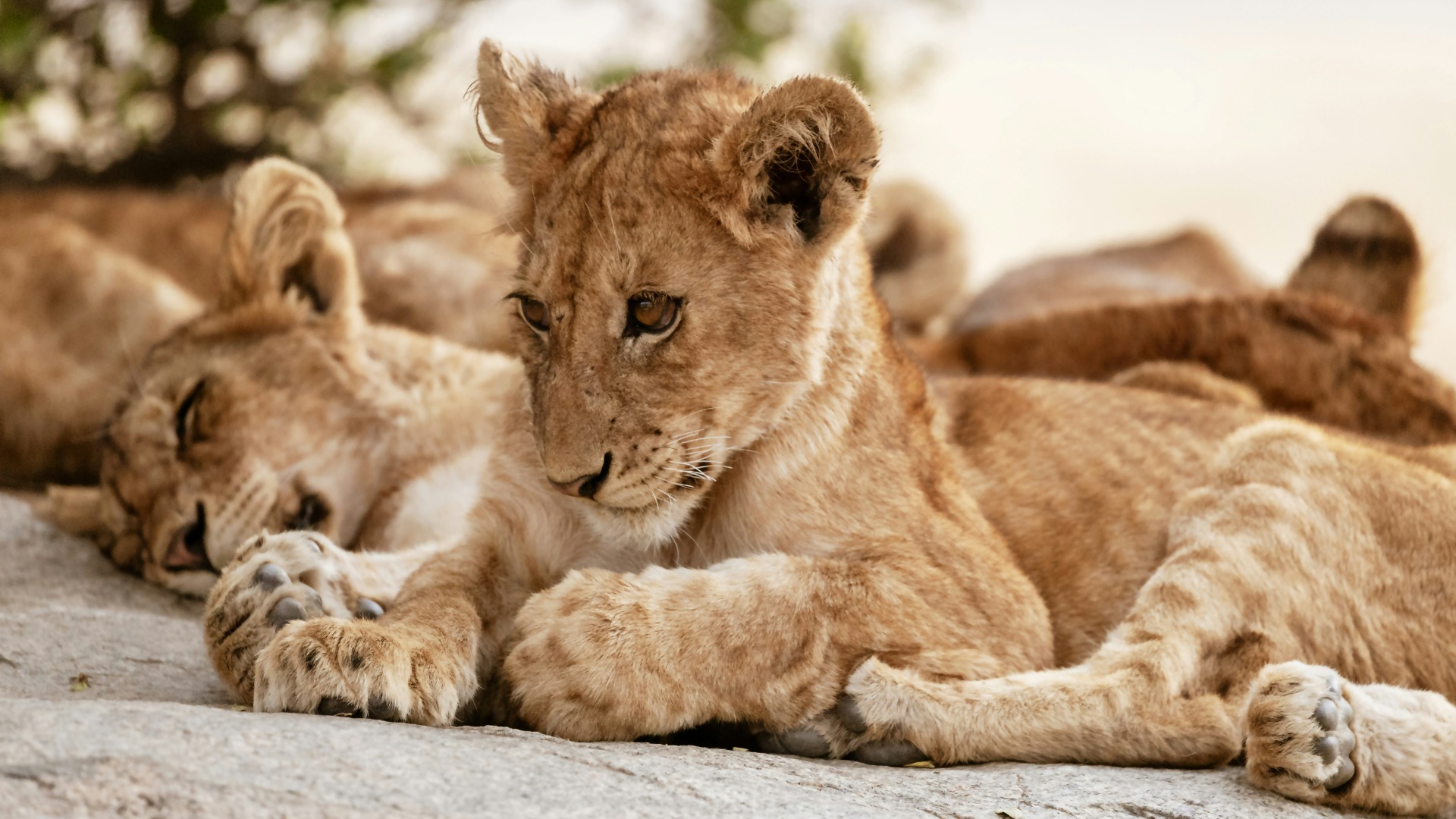 Practical Camera Protection Tactics for Dusty African Safaris