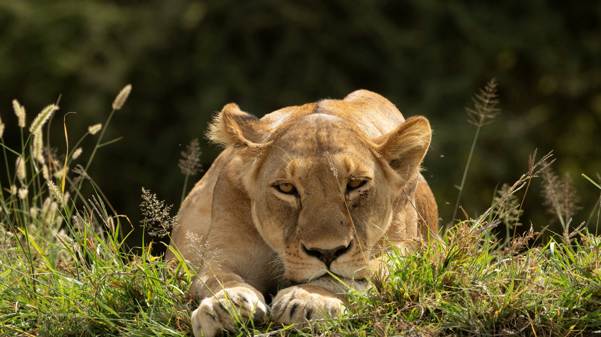 Practical Night Photography Techniques That Keep You Safe in African Bushveld