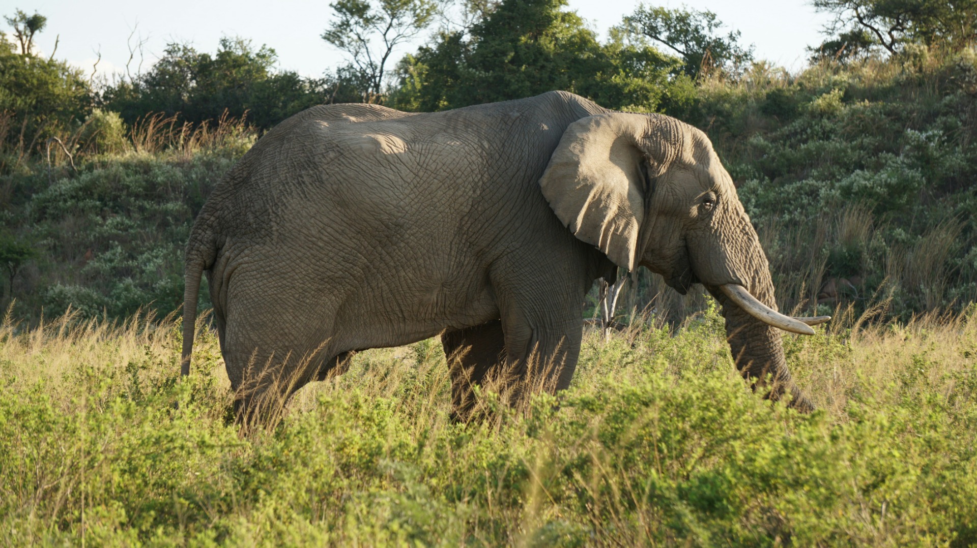 Transform Your Safari Shots: Master Golden Hour Lighting for Dramatic Wildlife Images