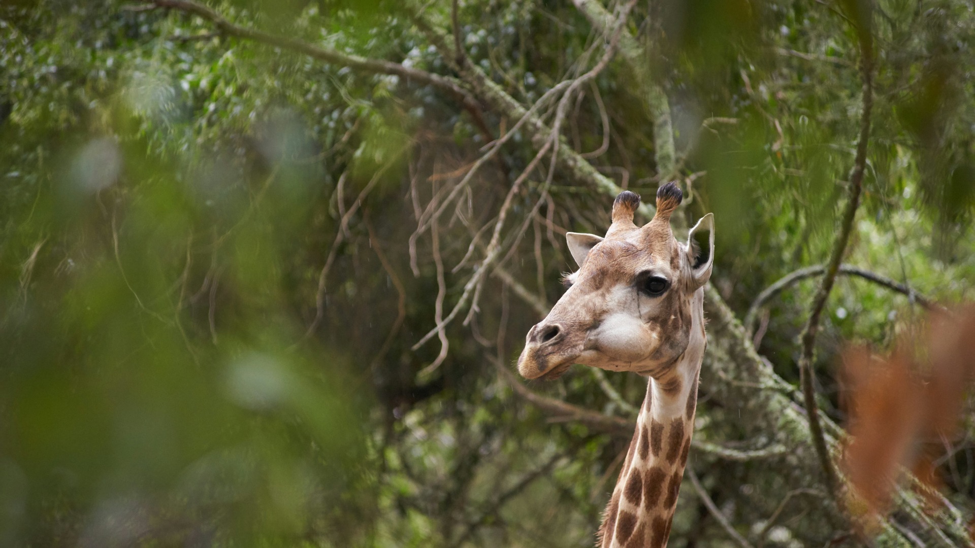 Why Digital Professionals Are Trading City Salaries for Kenyan Savannas
