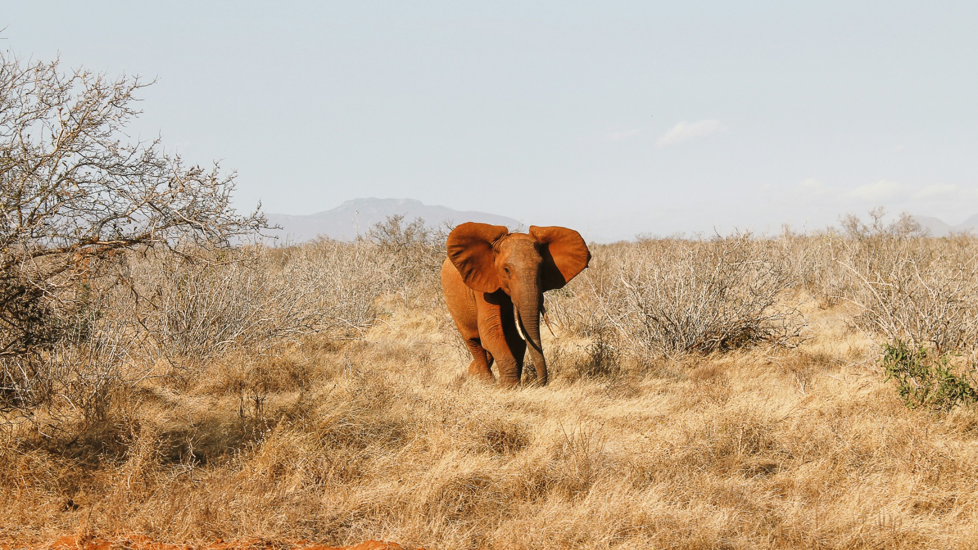 Five African Nations Launch a Unified Travel Zone That Rewrites Cross-Border Journeys