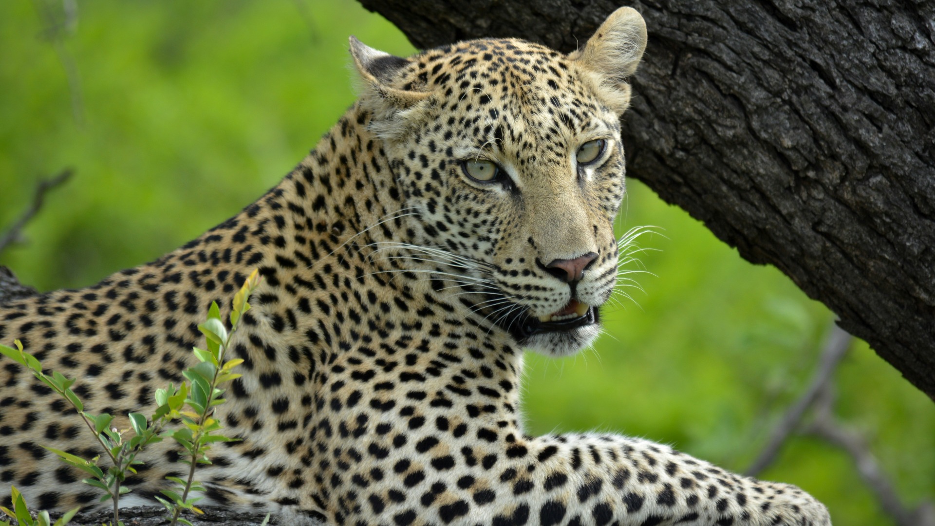 Why New African Carriers Are Driving Down Regional Airfares