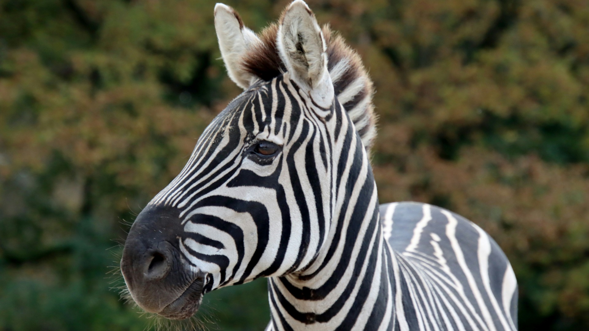Why Safari Seasons Are Shifting Across East and Southern Africa
