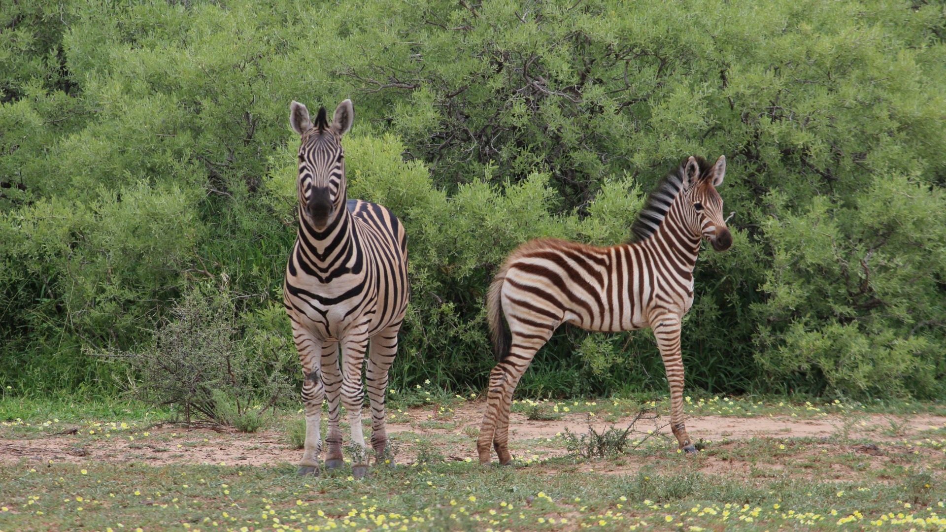 How African Rangers Deploy Drones and AI to Outmaneuver Poachers