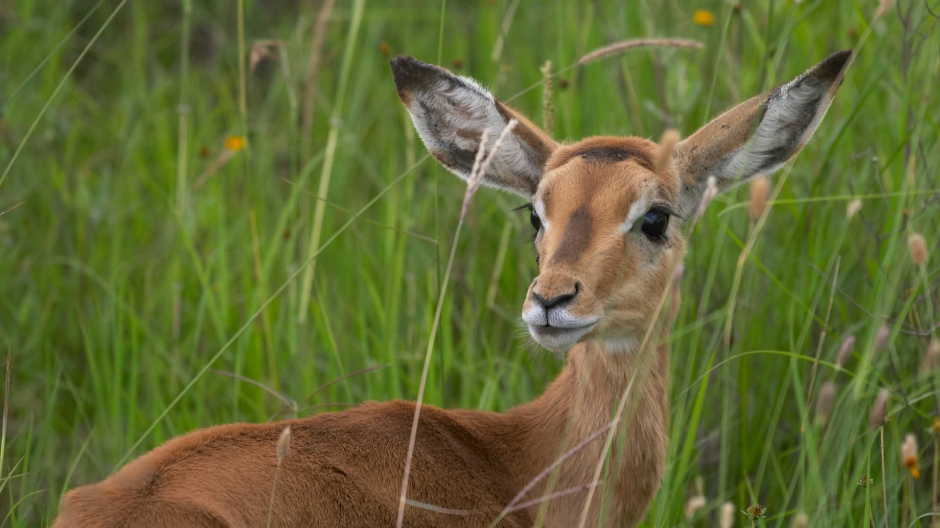 Why Many Eco-Lodges Fall Short on Real Conservation Impact