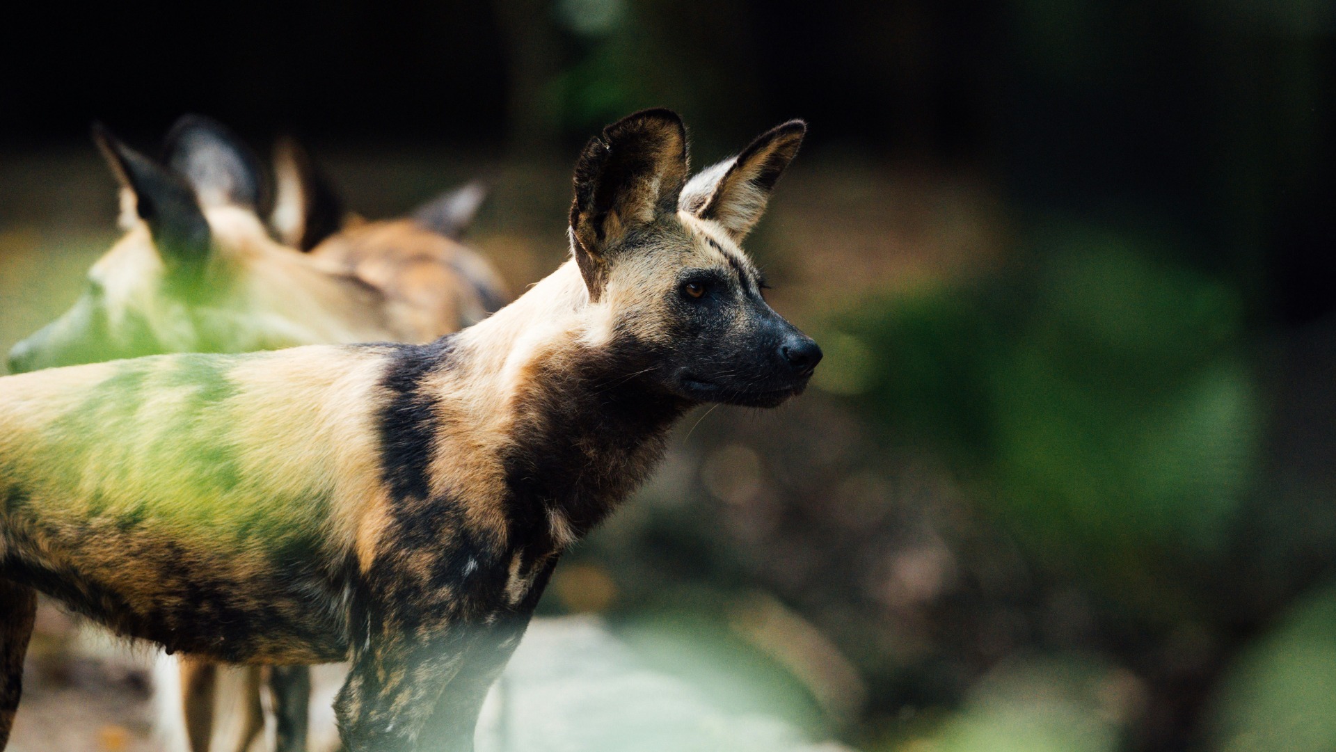 How Researchers Track and Protect Africa's Wild Dogs Before They Vanish
