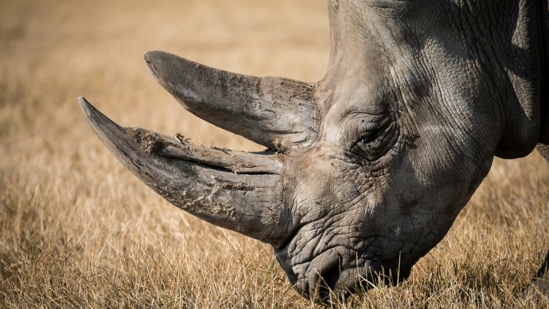How Africa's New Wildlife Corridors Are Restoring Elephant Migration Routes