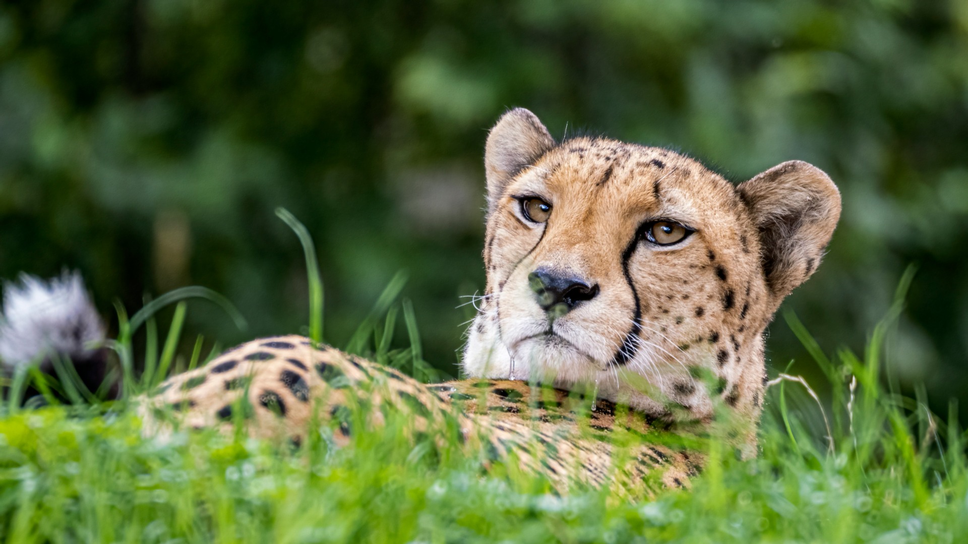 Cheetahs Rely on Explosive Speed While African Wild Dogs Master Endurance Hunts