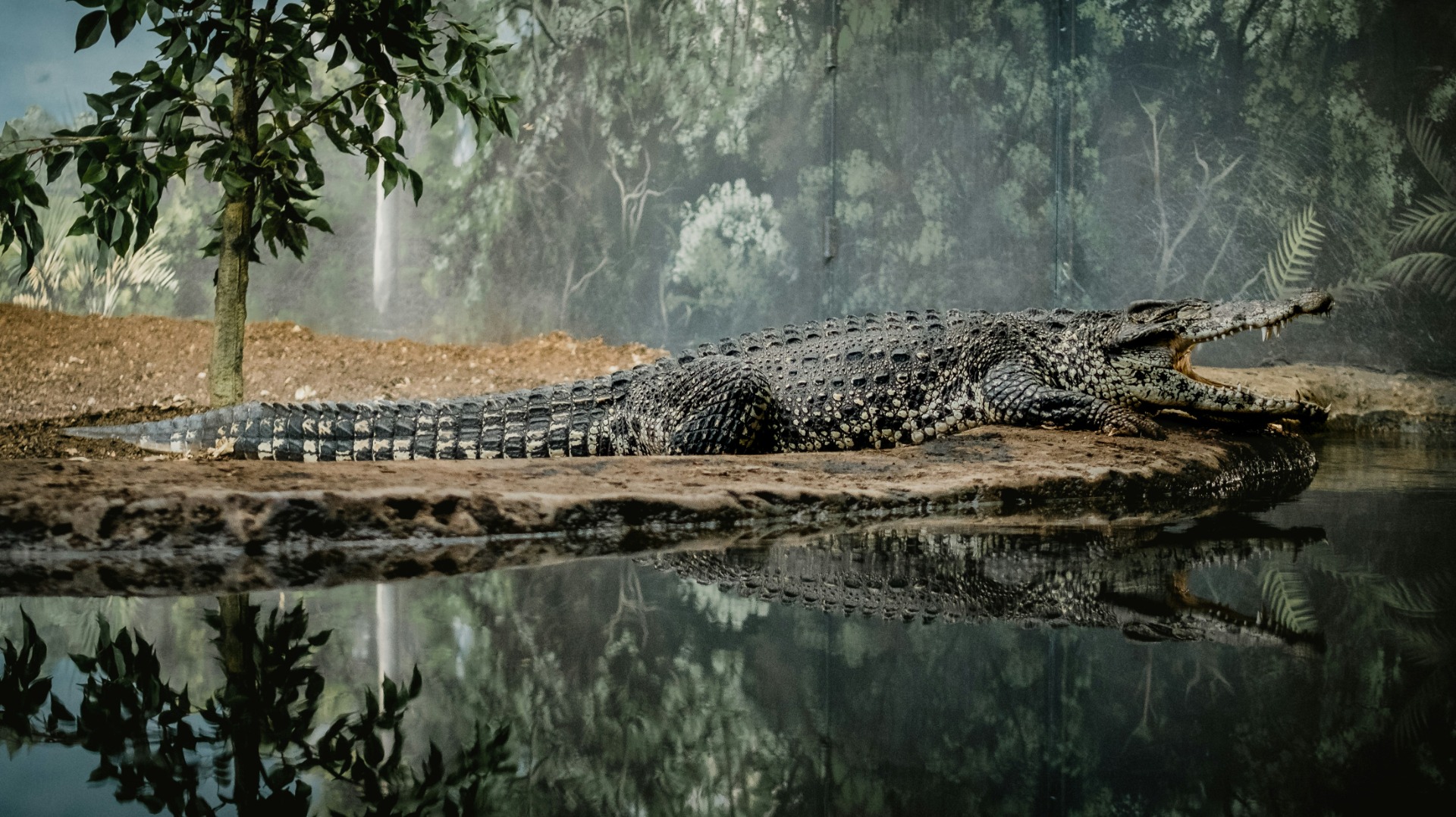 Inside the Crocodile Clan: How Africa's Ancient Reptiles Maintain Rigid Social Orders