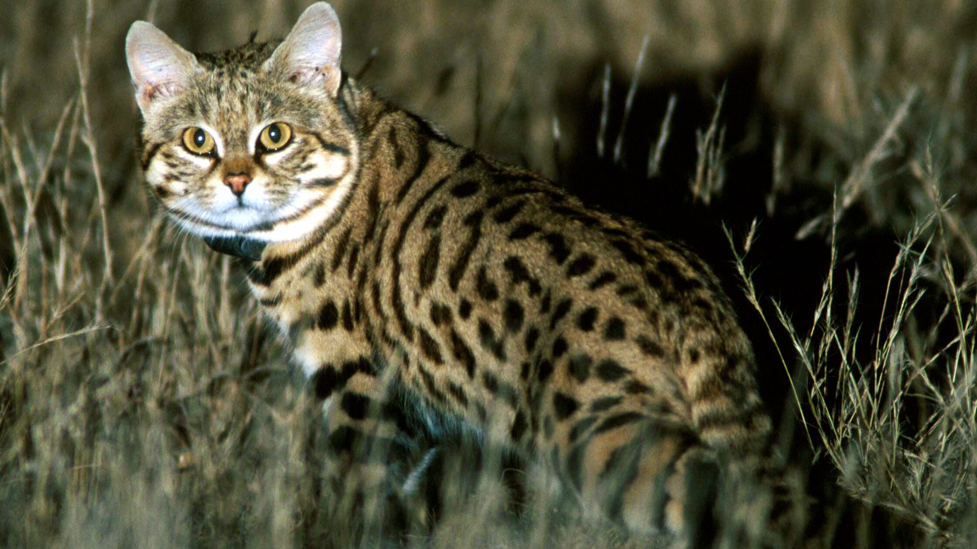 Tracking the Black-Footed Cat After Dark in South Africa's Karoo