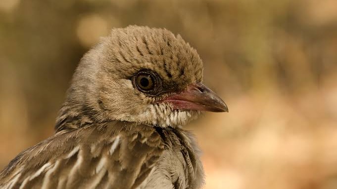 How African Hunters and Honeyguides Exchange Signals for Mutual Reward