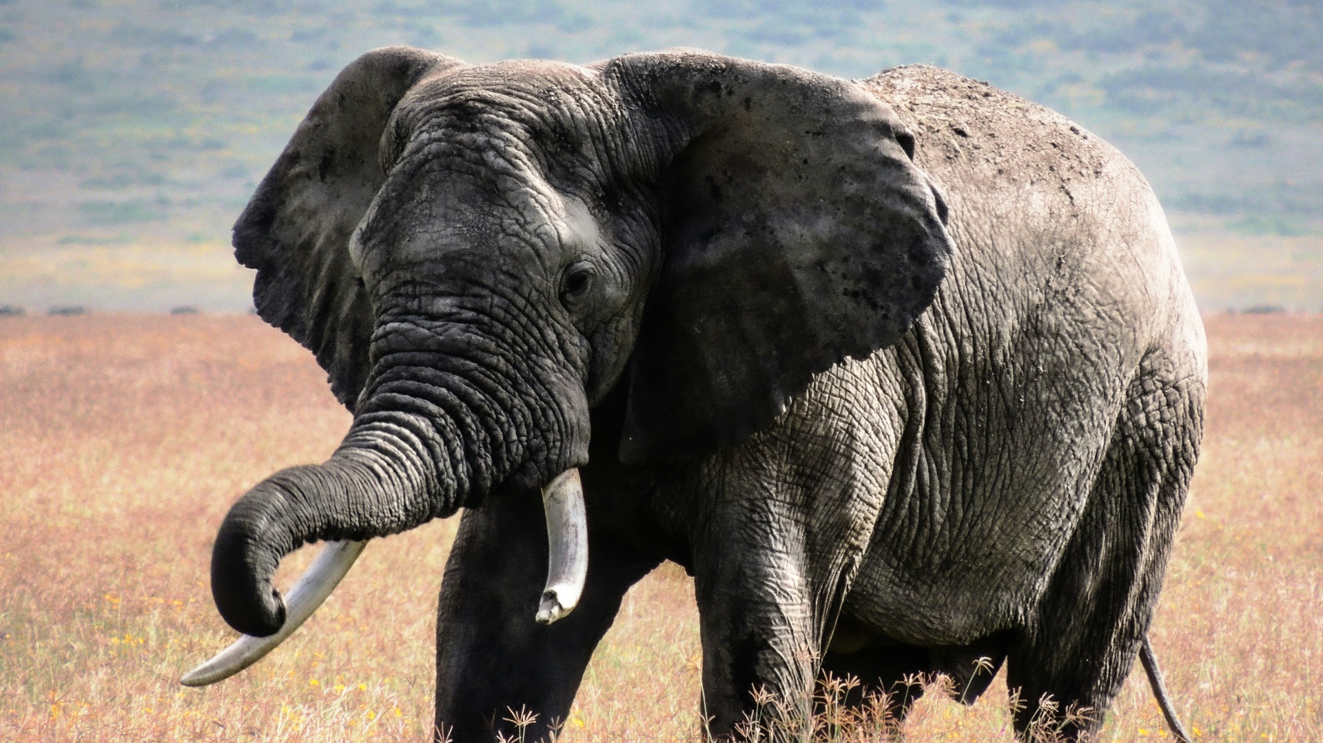 How Elephants Send Messages That Travel for Miles Without Making a Sound