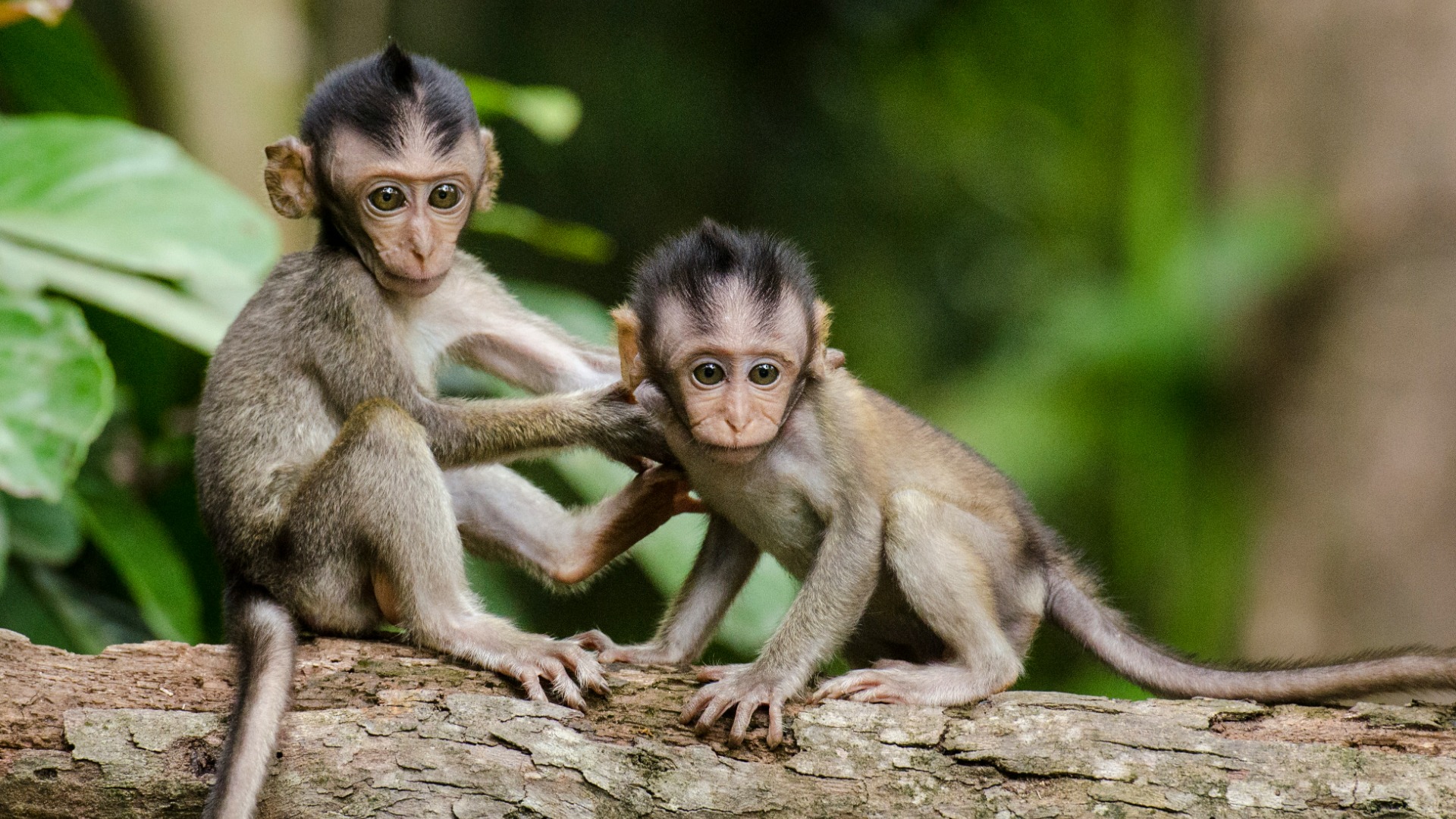 Tracking North Africa's Elusive Barbary Macaques Through Cedar Forests and Snow