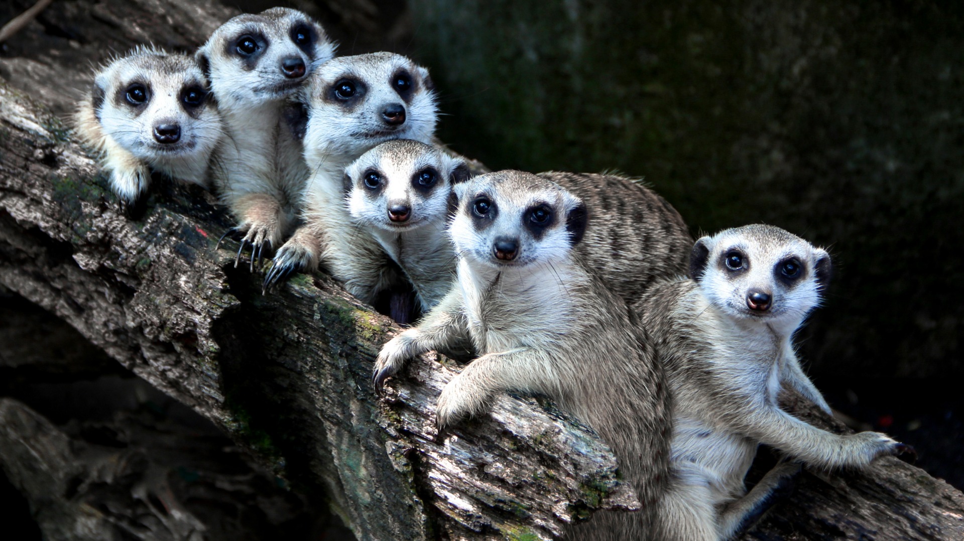 How Meerkat Burrows Quietly Reshape Water Flow Across the African Savannah