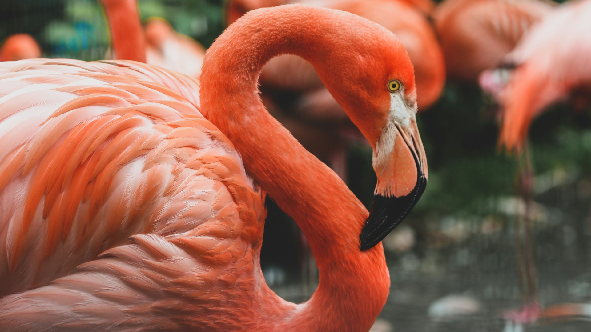 How Flamingos Endure Africa's Brutal Salt Pans Through Specialized Breeding Cycles
