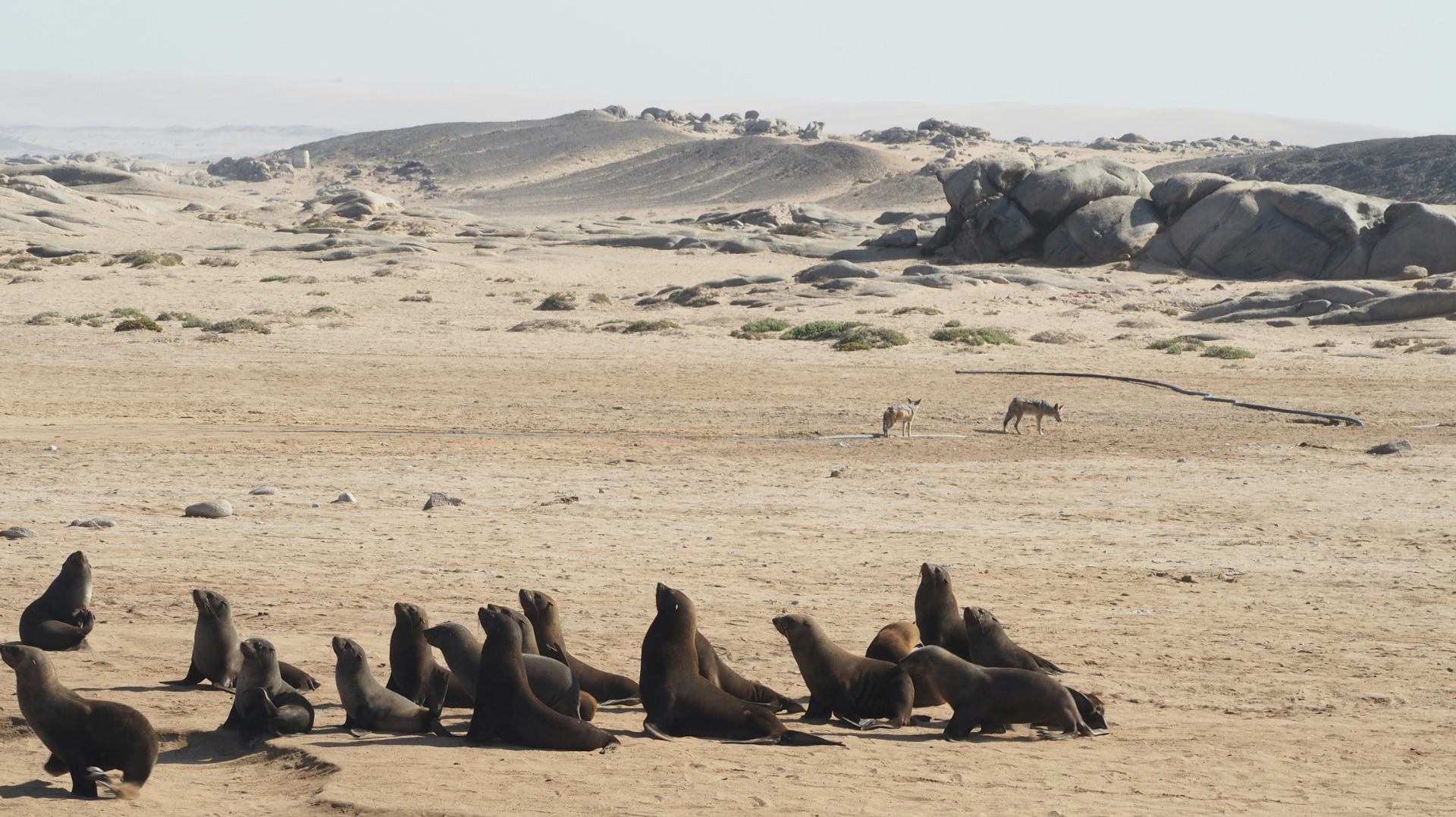 Namibia's Fishing Cooperatives Reverse Decades of Overfishing Along the Skeleton Coast