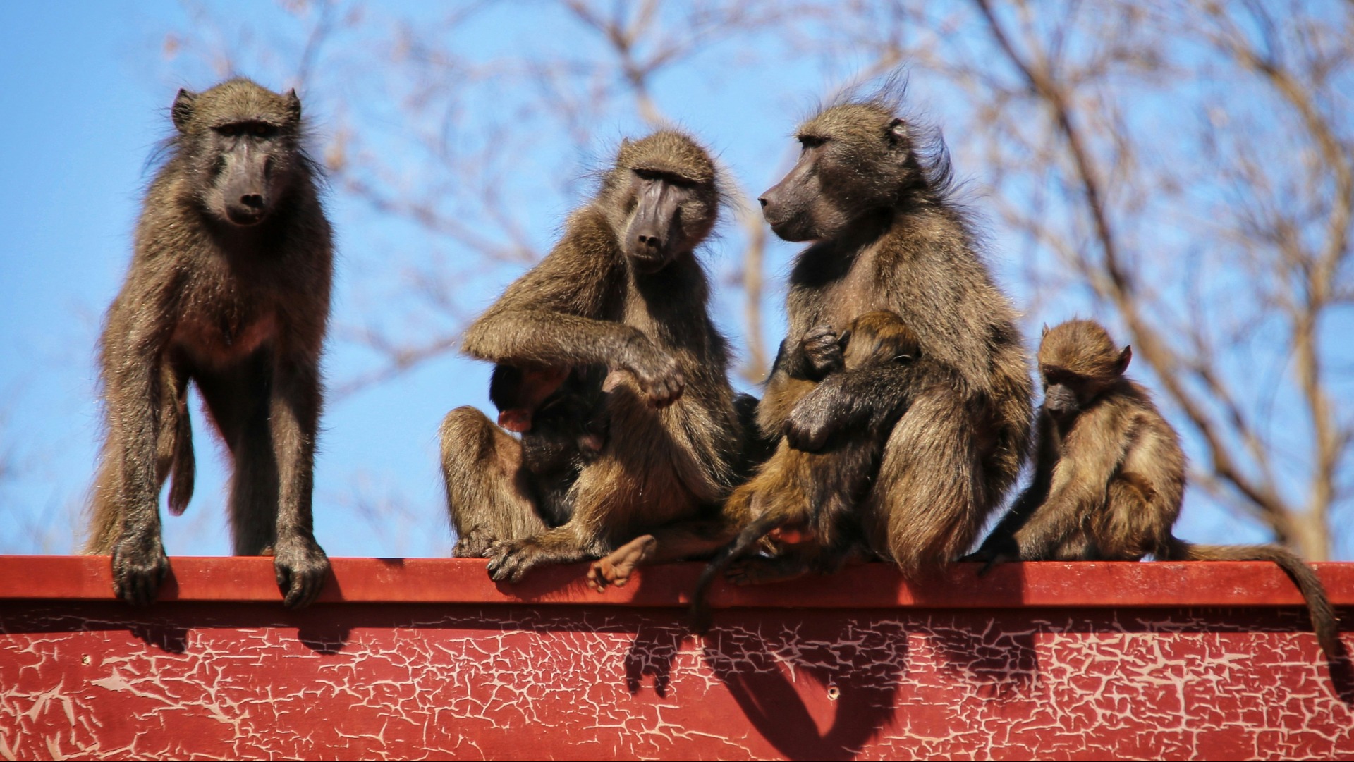 Cape Town's New Baboon Bylaws Ignite Heated Clashes Between Residents and Conservationists