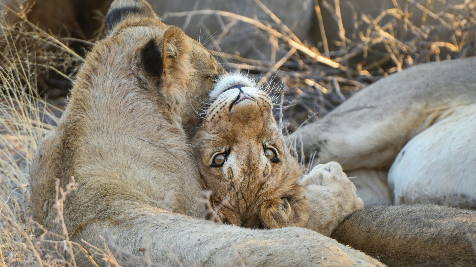 How Rwanda Is Bringing Lions Back Through Cross-Border Partnerships