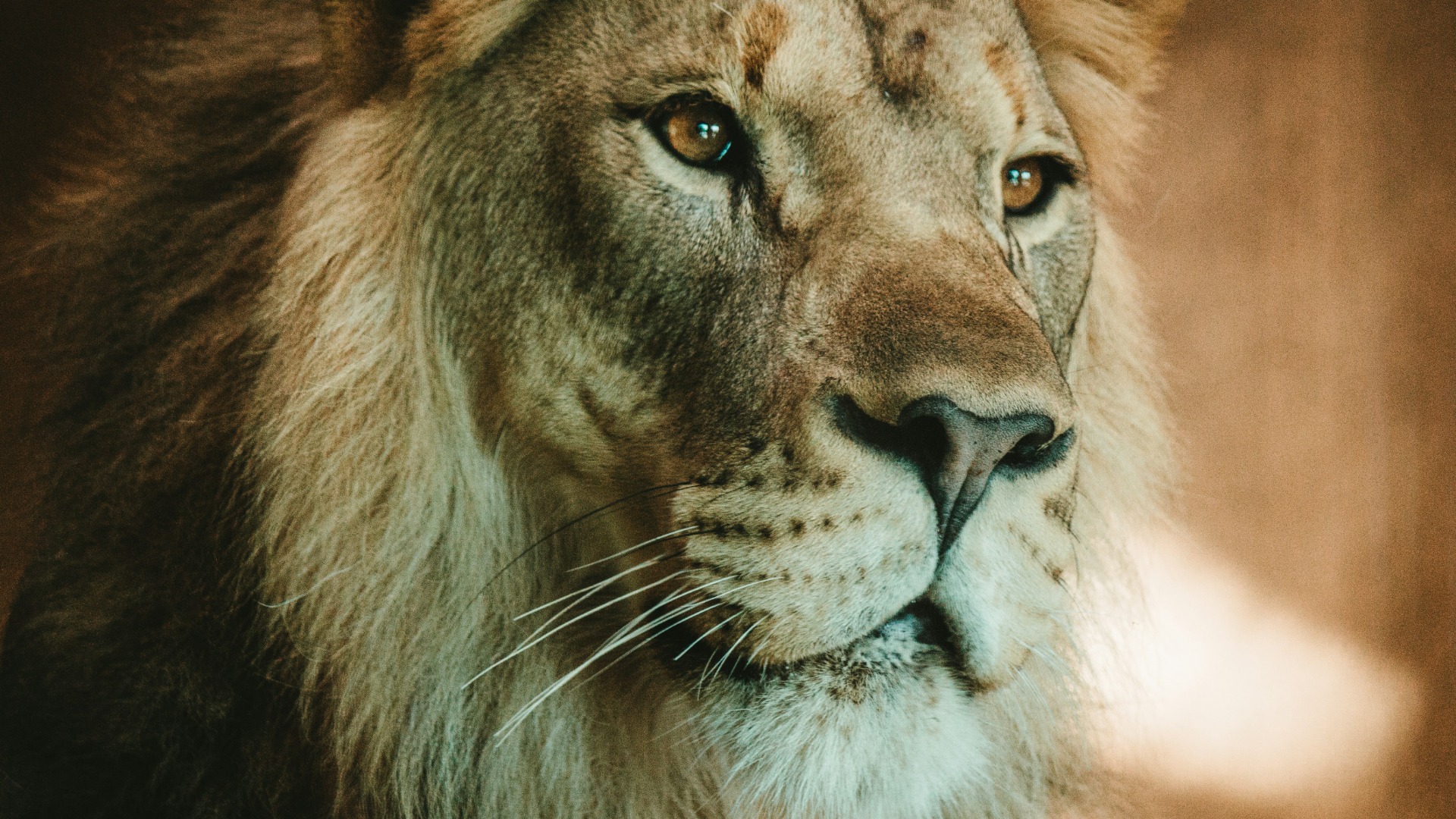 Why African Winters Deliver Superior Wildlife Sightings and Fewer Crowds