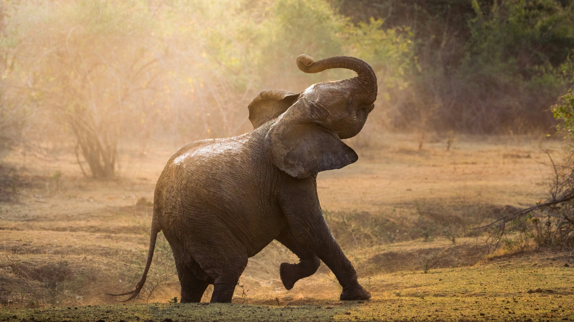 Walking Among Giants: Practical Safety Protocols for Foot Safaris in Big Game Country