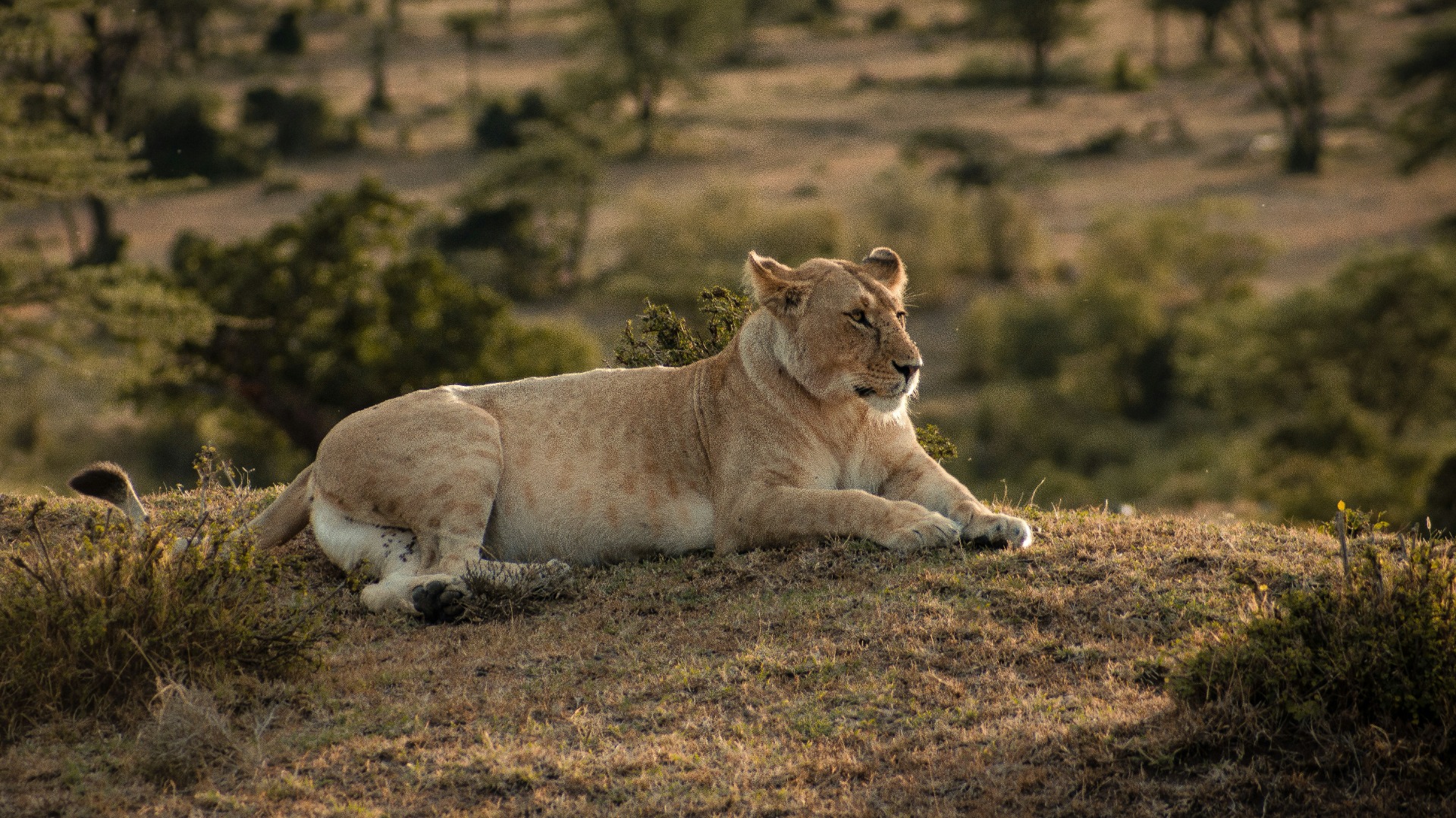Practical Connectivity Guide: African Safari Spots With Reliable High-Speed Internet