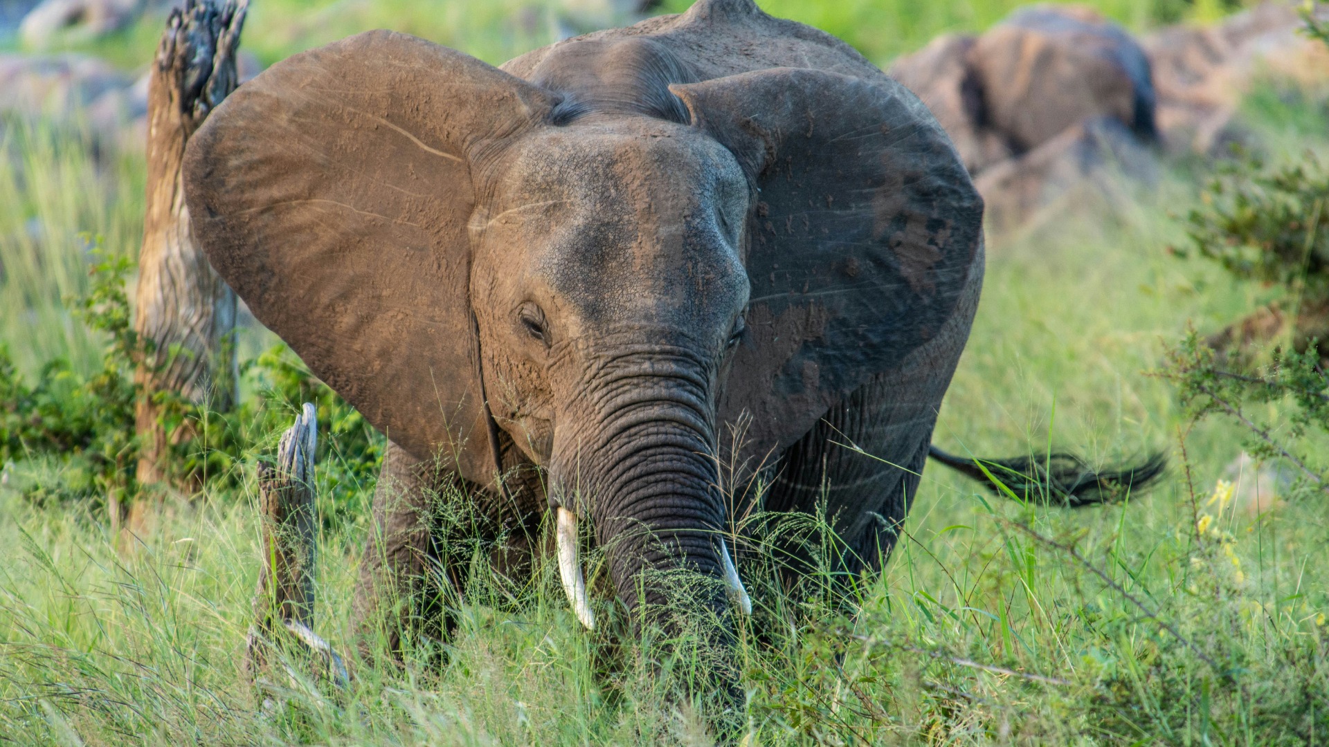 First-Timer's Guide: Choosing Between Guided Safaris and Self-Drive Adventures in Africa