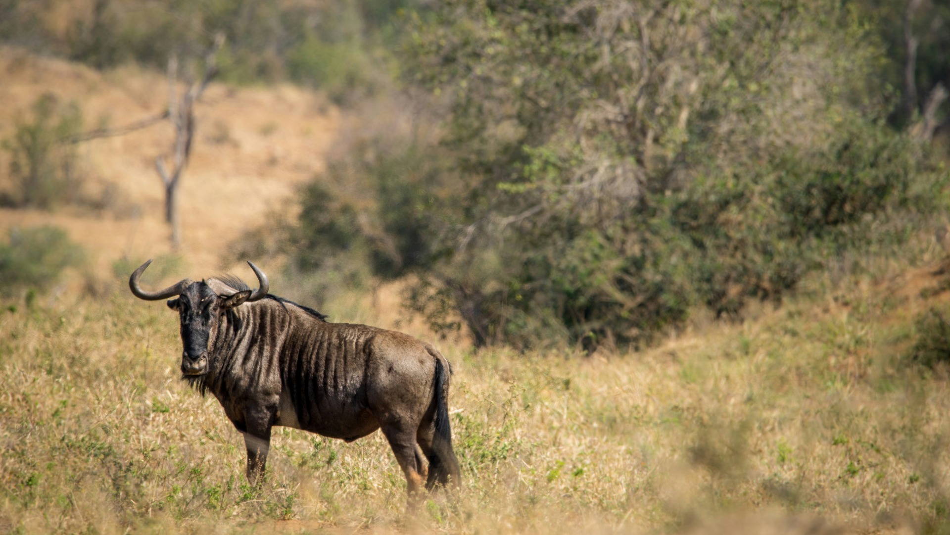 How African Cities Are Building Wildlife Corridors Through Concrete Landscapes