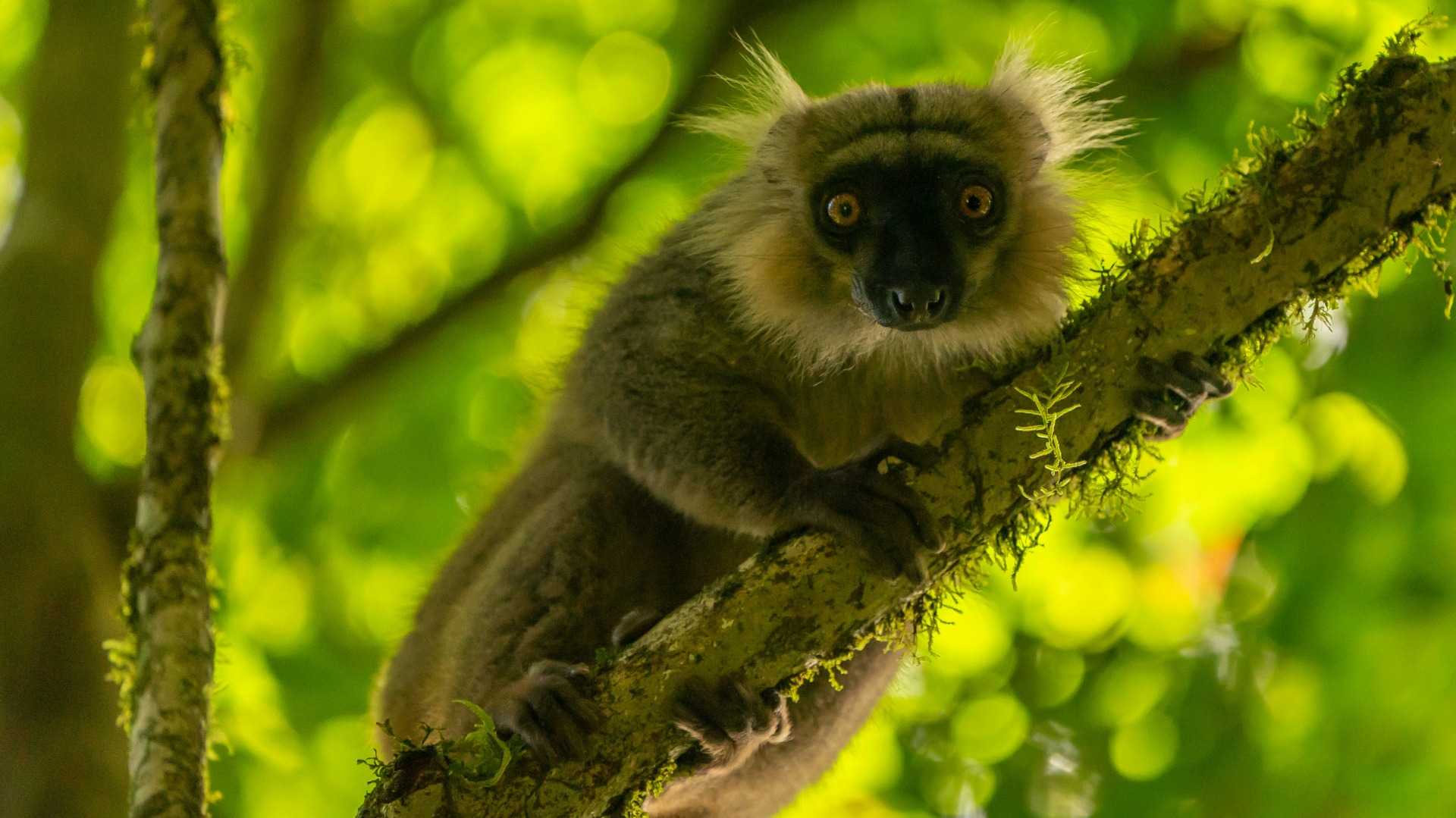Why Madagascar's Rainforests Depend on Cleaner Cooking Fuels