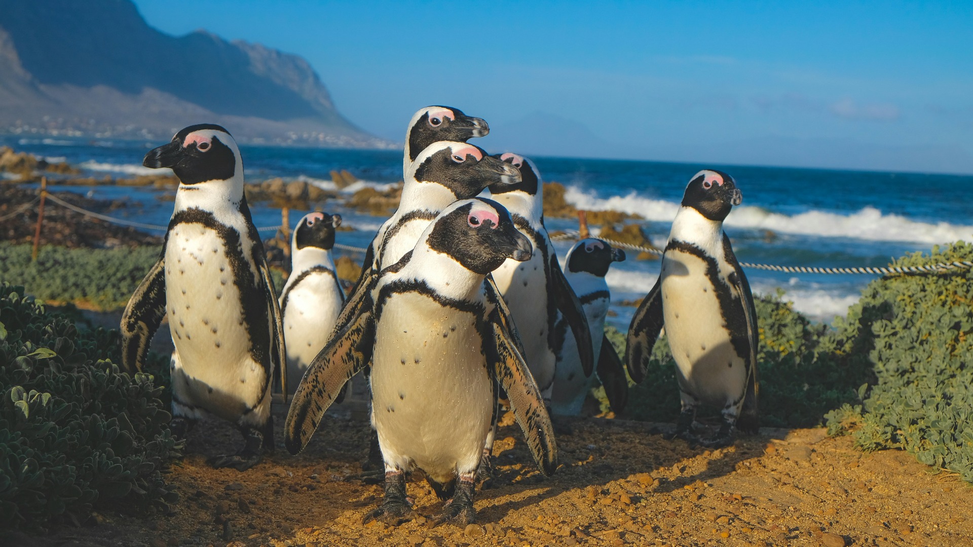 Can South Africa's Marine Protected Areas Halt the Decline of African Penguins?