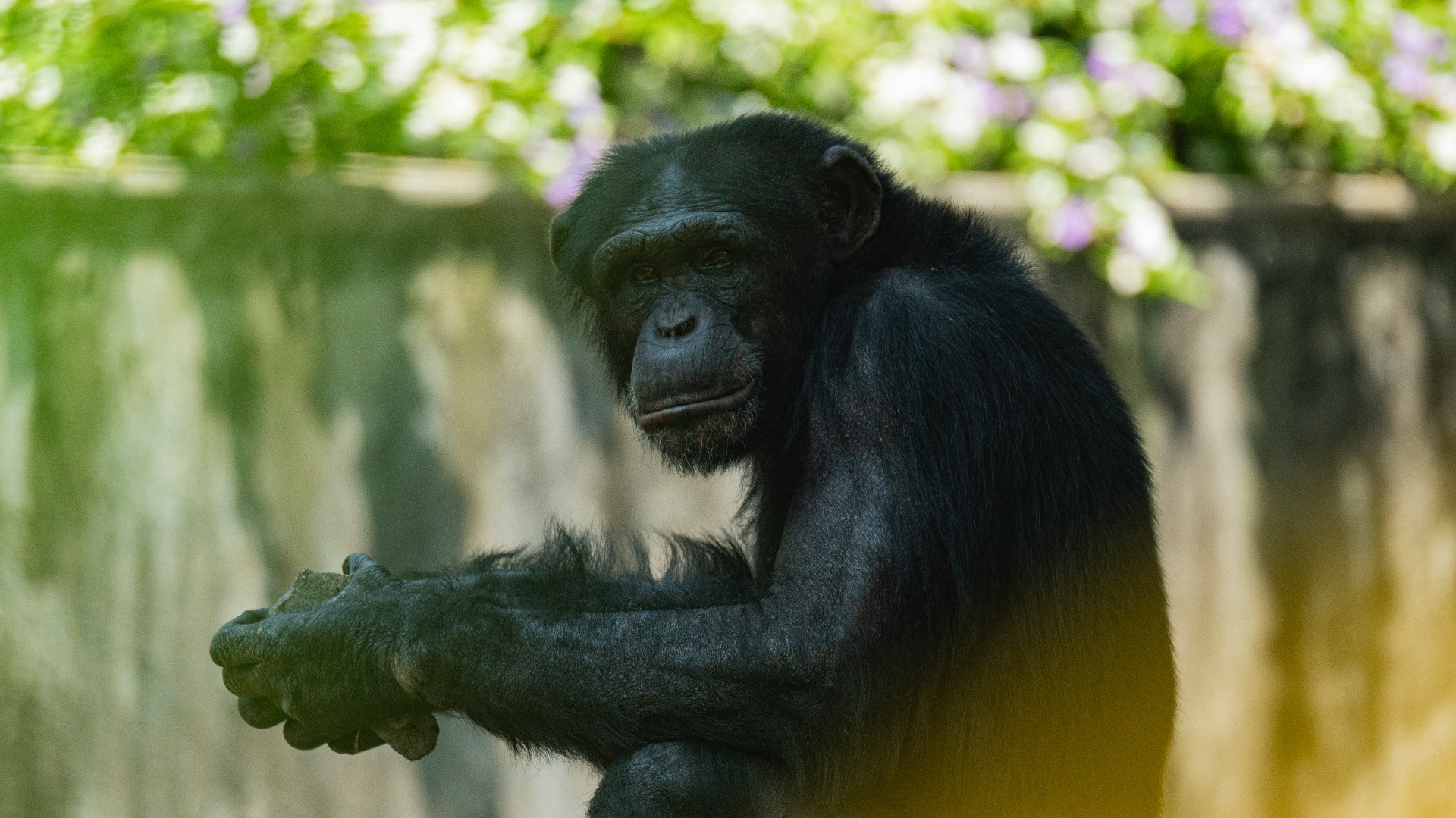 How Forest Corridors Are Reconnecting West Africa's Fragmented Habitats for Chimpanzees