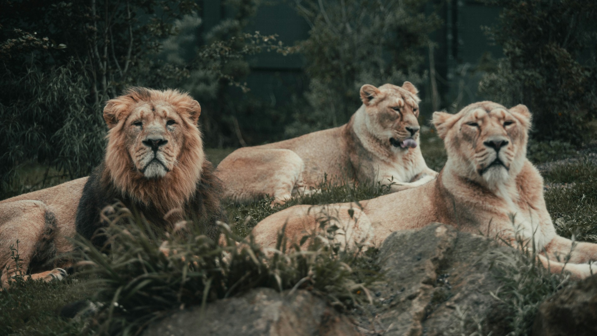 Beginner’s Guide to Spotting Kruger’s Big Five Without Missing a Beat