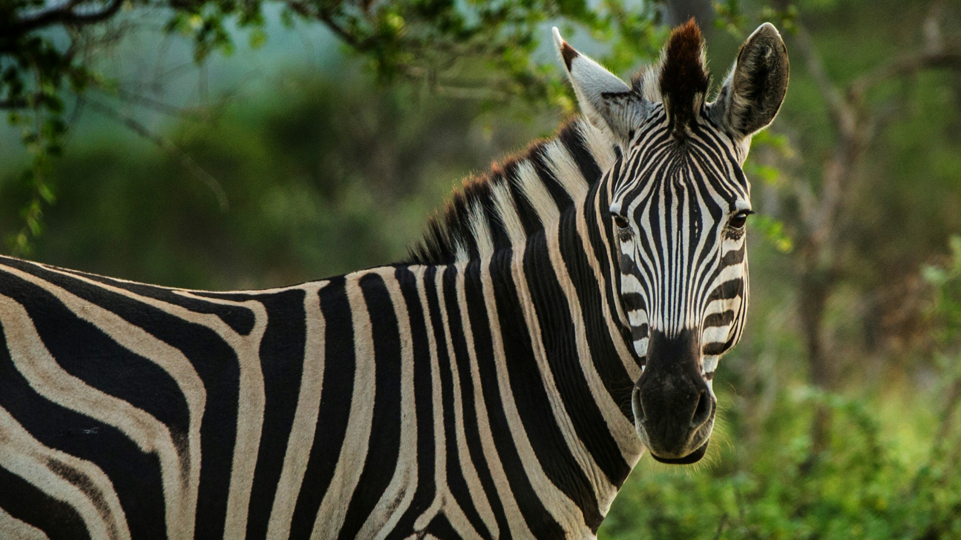 Tracking Botswana's Zebra Migration: Routes, Seasons and Viewing Strategies