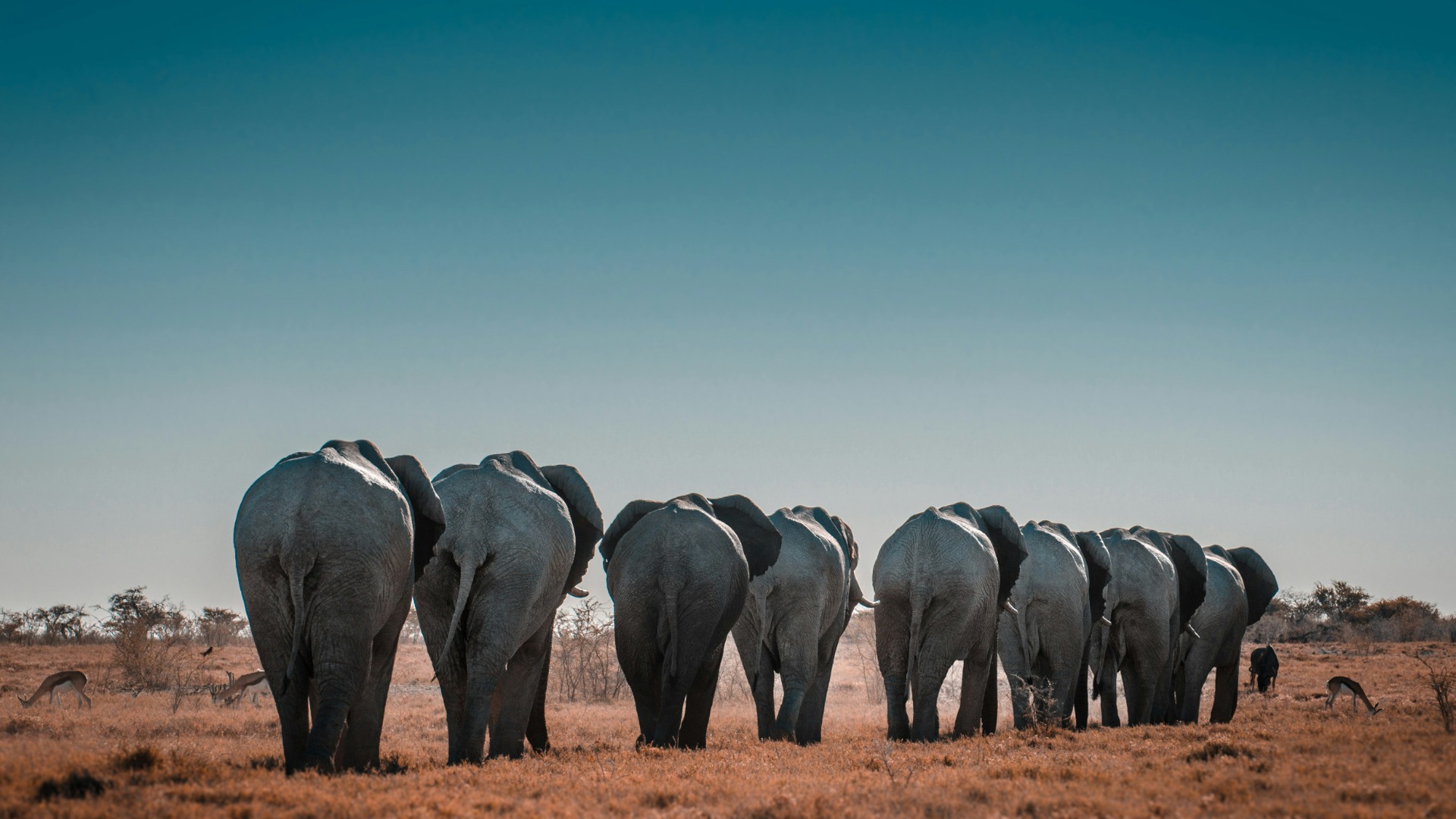 How Lake Kariba's Flooding Reshaped Elephant Migration Patterns and Daily Foraging