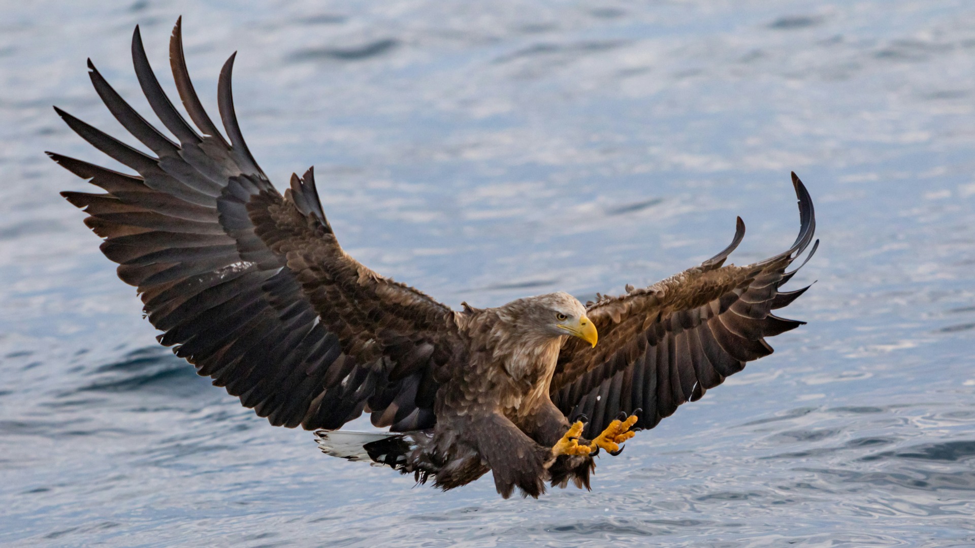 How the Zambezi's Seasonal Floods Shape Wildlife Behavior Near Victoria Falls