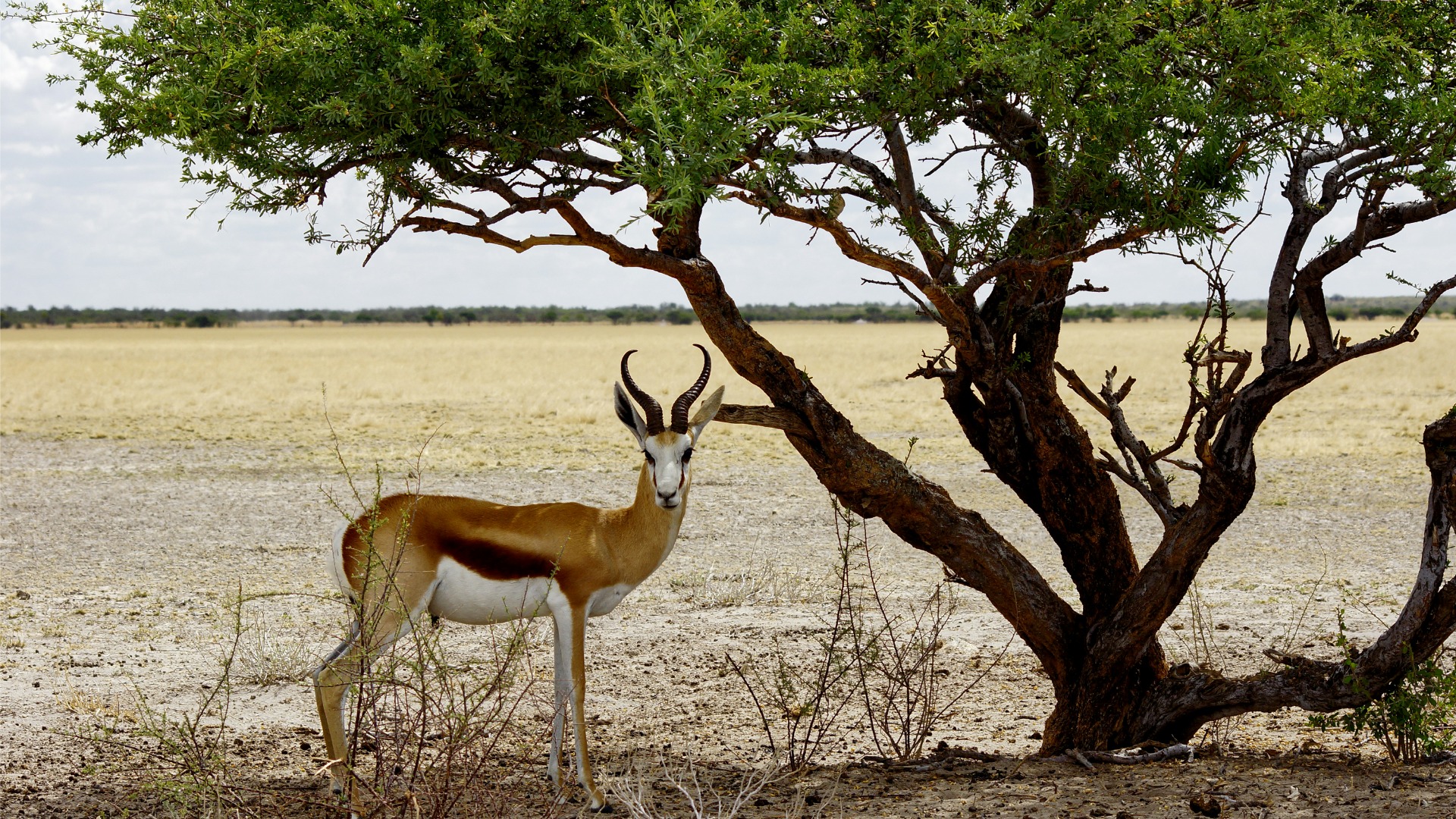 How South Africa's Karoo Creatures Endure Months Without Rain