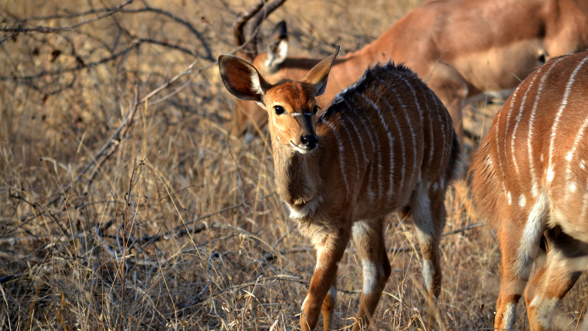 Spotting Nyala in KwaZulu-Natal: Field Techniques for Identifying This Elusive Antelope