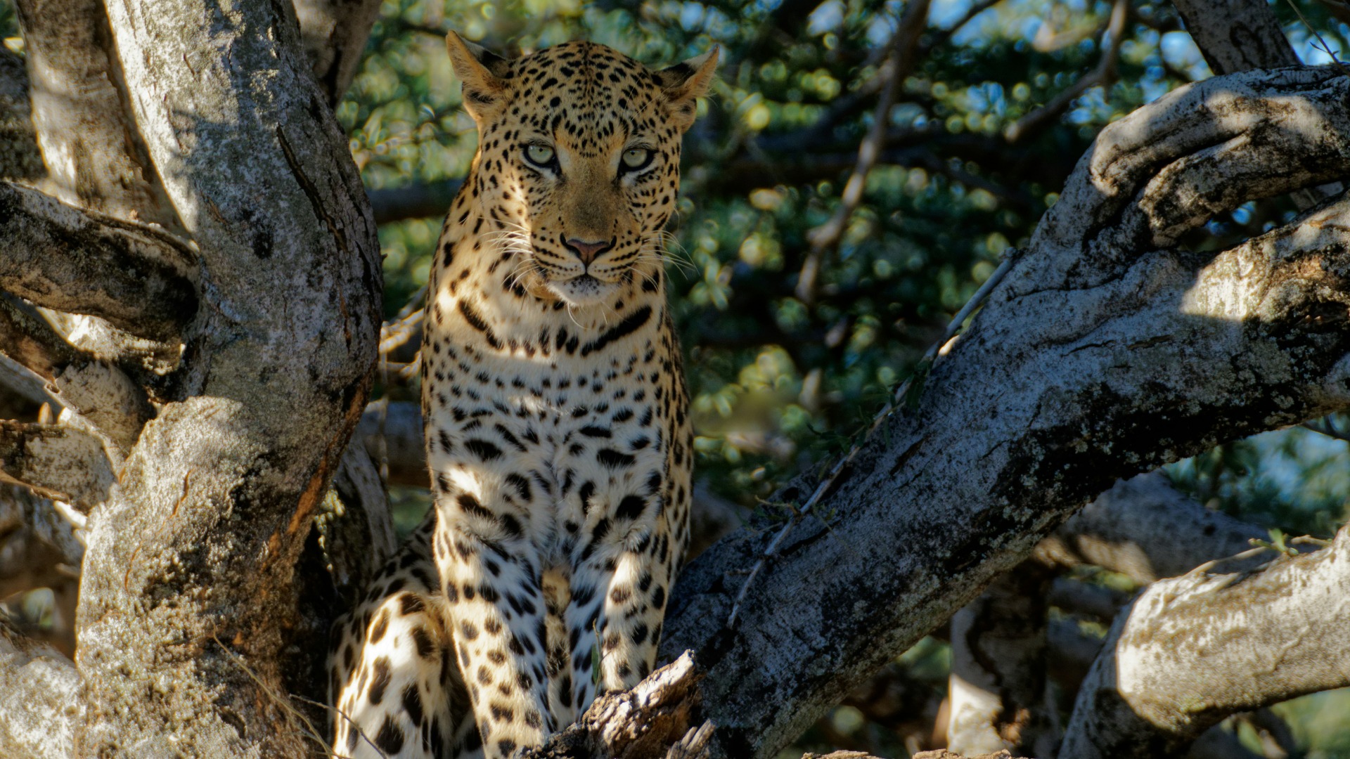 Tracking South Africa's Cape Leopard Through Rugged Mountain Ranges