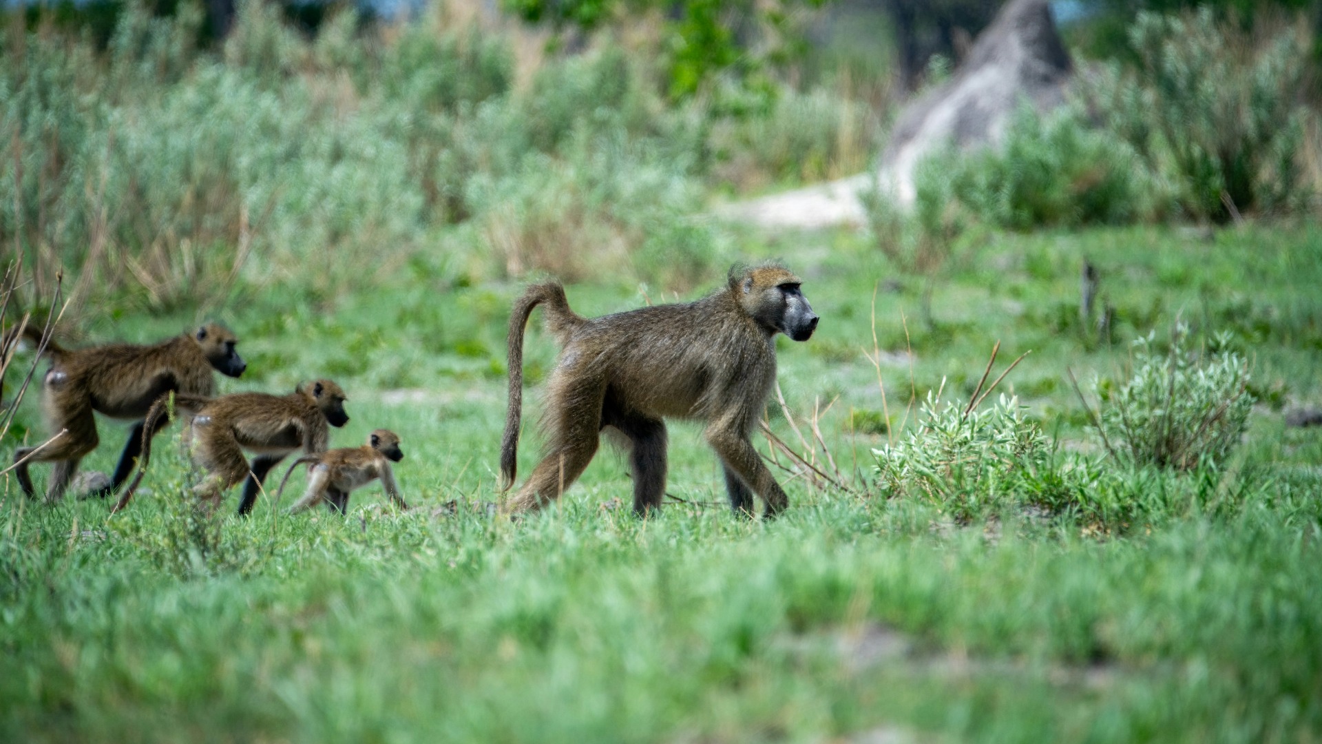 What Every Visitor Should Know About Chacma Baboons in South Africa's Western Cape
