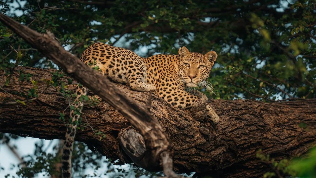 How Far in Advance Should You Book an African Safari?
