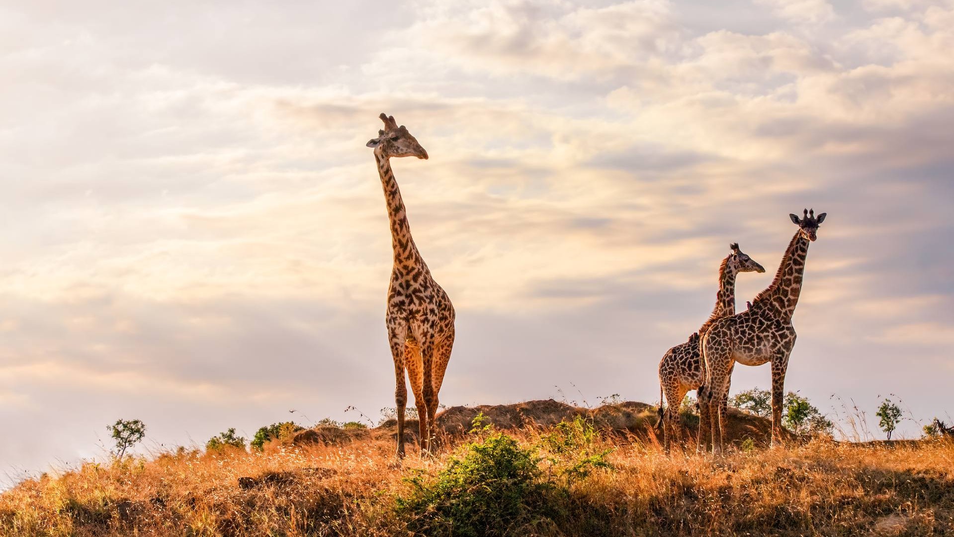 How Safari Camps Balance Signal Strength and Intentional Silence Across Africa
