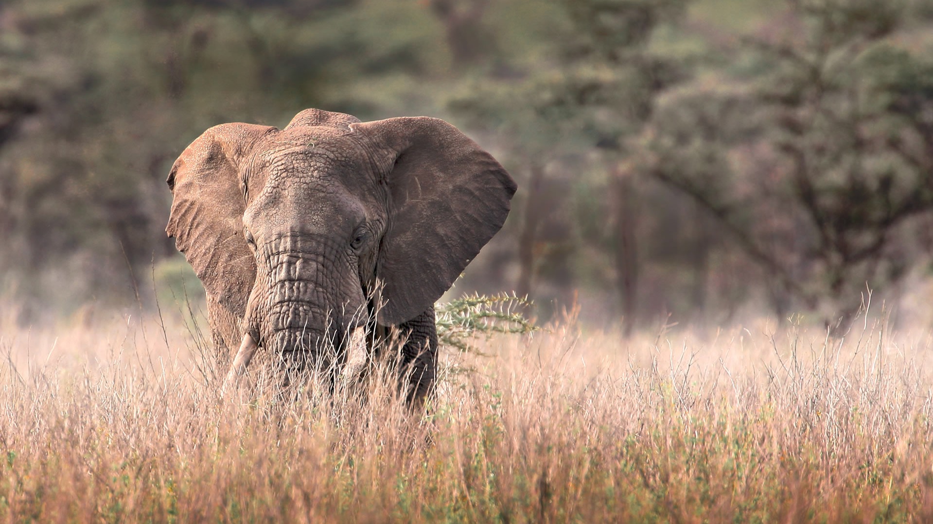 Why Your Third Safari Should Skip the Big Five Checklist