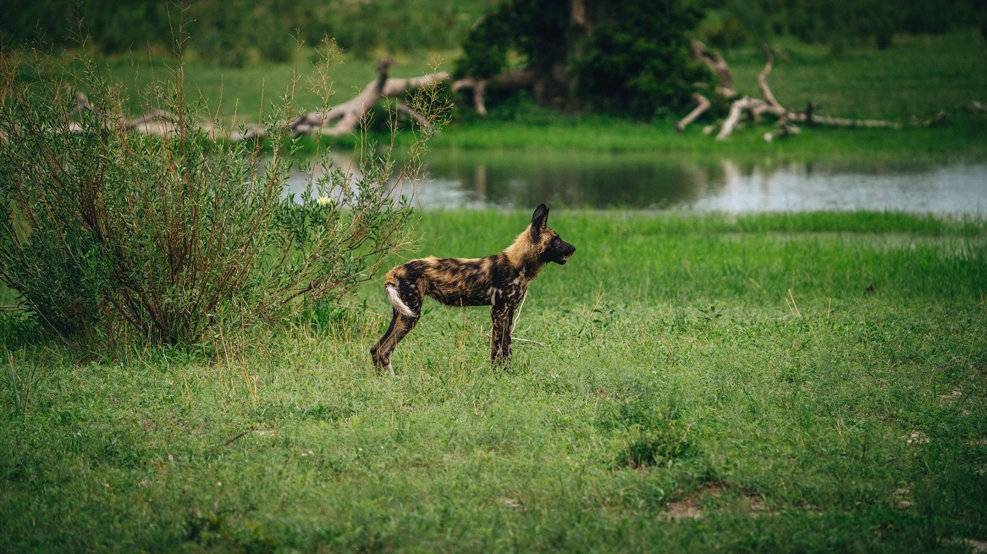 Okavango Delta versus Serengeti: Which Landscape Fits Your Safari Style