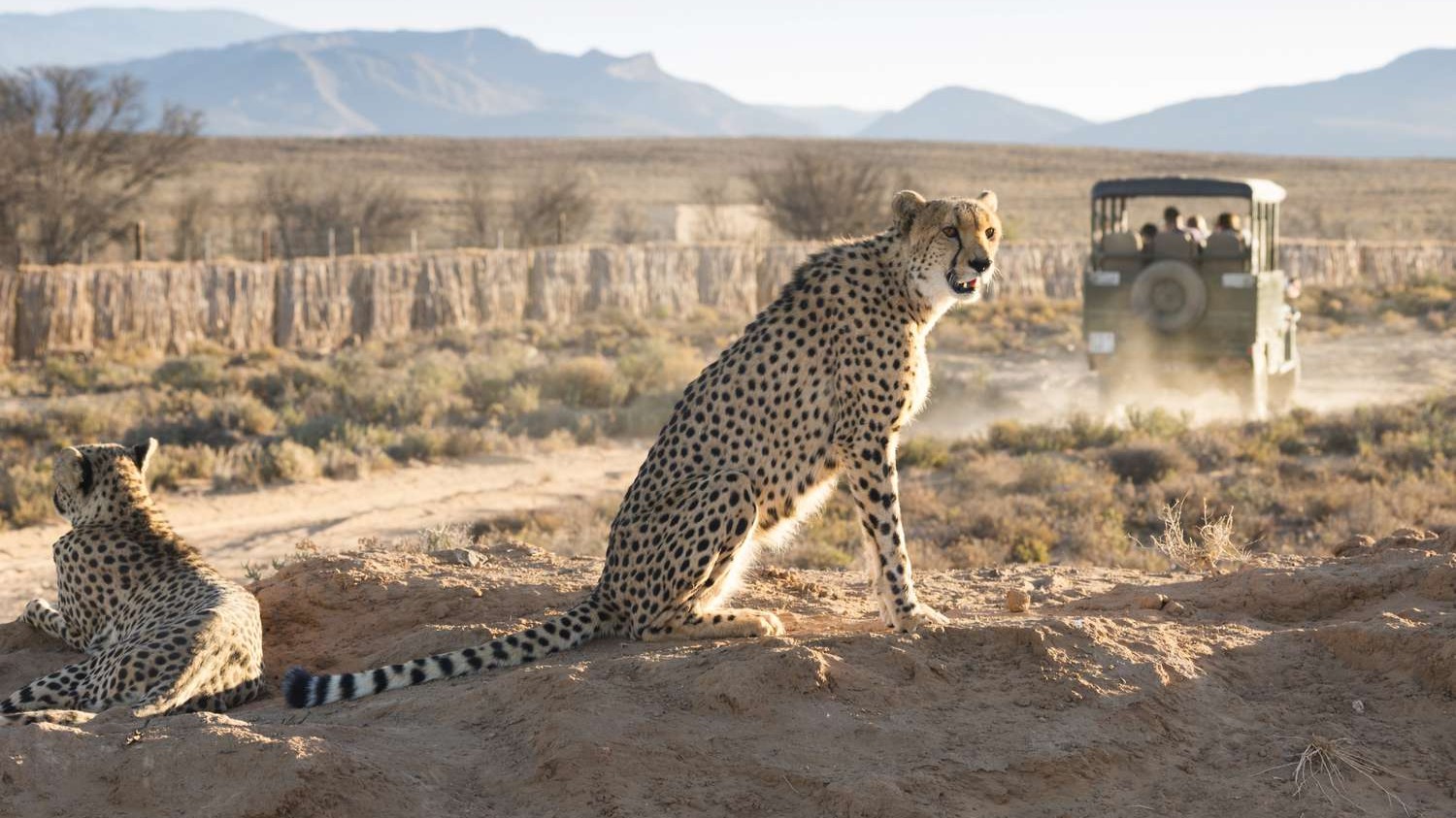 How a Top Safari Guide Reads the Bush in Real Time