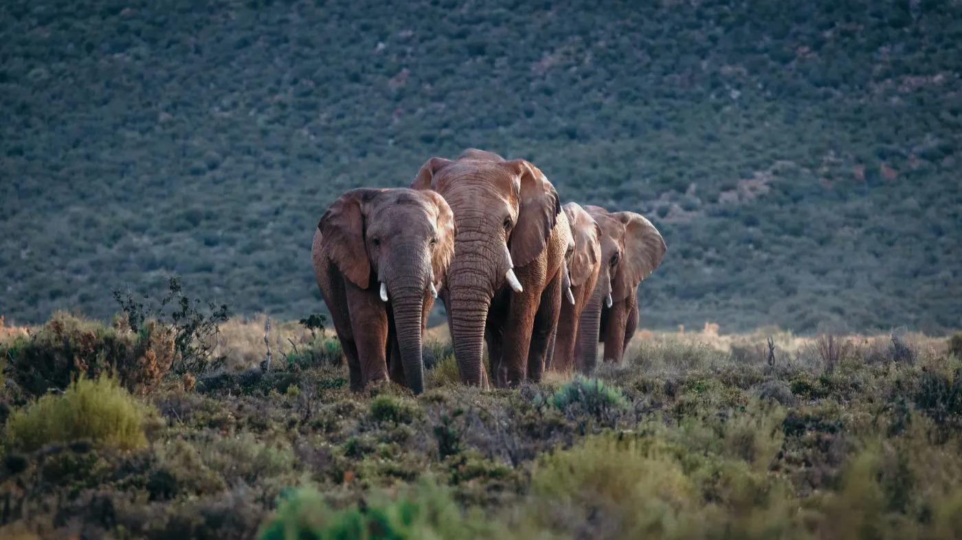 How Revenue-Share Agreements Between Camps and Communities Secure Wildlife Corridors